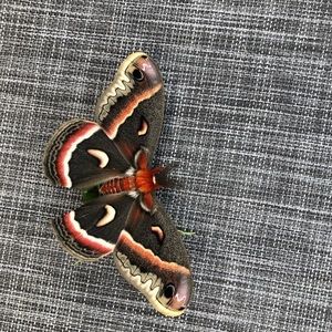 Meet your Posher, Lisa